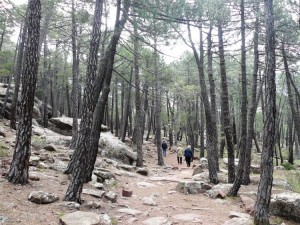 BOSQUEALBARRACIN