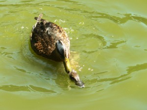 patosobrelapata (1)