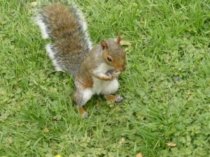 ardillasenHYDEPARK